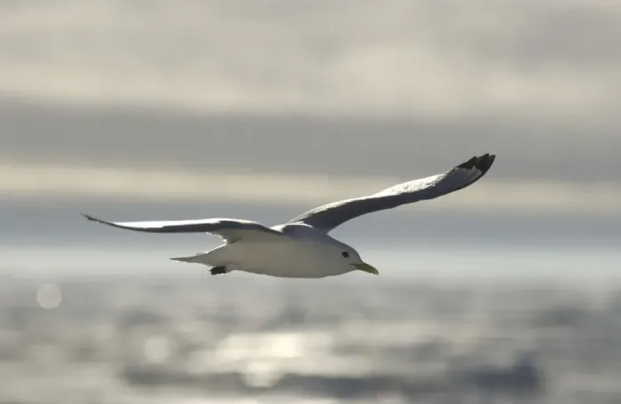 Framed Print : Kittiwake In flight Spitzbergen