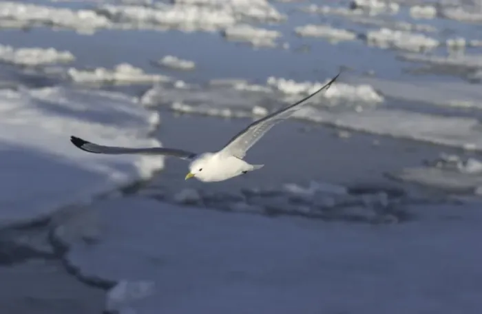 Framed Print : Kittiwake In flight Spitzbergen Framed Print : Kittiwake In flight Spitzbergen