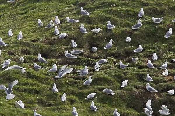 Kittiwake - Flock collecting nesting material Fowlsheugh RSPB Reserve, Grampian, UK BI010071