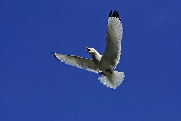 Kittiwake-in courtship flight, against blue sky, Northumberland UK