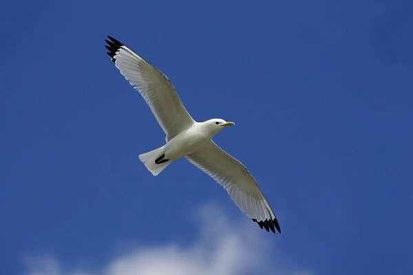 Kittiwake-in flight against blue sky, Northumberland UK