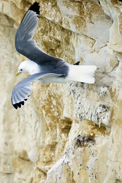 Kittiwake - launching itself into flight from a rock ledge- South Downs - East Sussex Coast - UK