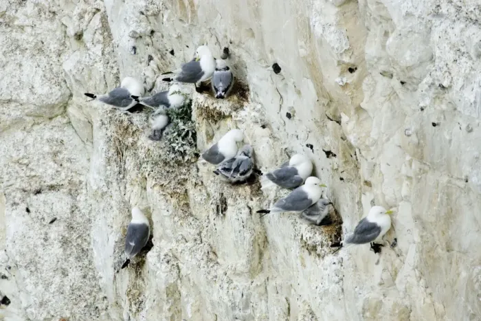Framed Print : Kittiwake - nesting on the chalk cliffs - South Downs - East Sussex Coast - UK Framed Print : Kittiwake - nesting on the chalk cliffs - South Downs - East Sussex Coast - UK