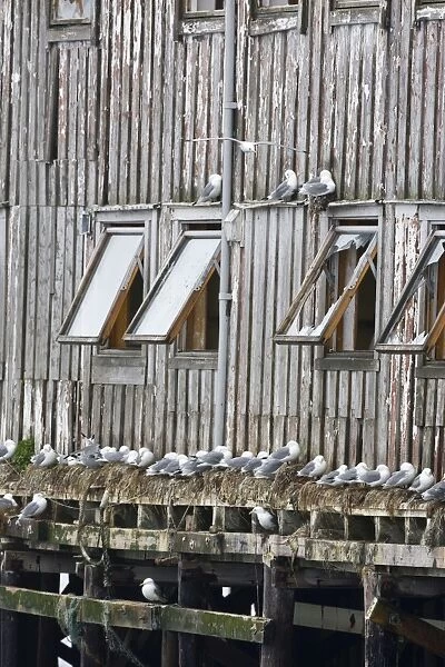 Kittiwake - Nesting on edge of old fishing huts in the harbour - April - Vardo - Varanger Fjord - Norway