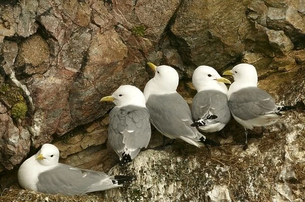 Kittiwake - Nesting on sea cliffs - June - Bear Island - Arctic Sea off Norway