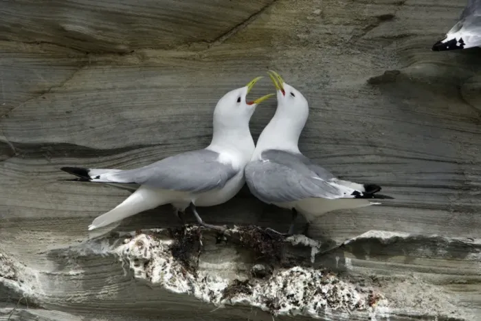 Framed Print : Kittiwake-pair courtship displaying at coastal cliff breeding colony, Northumberland UK Framed Print : Kittiwake-pair courtship displaying at coastal cliff breeding colony, Northumberland UK