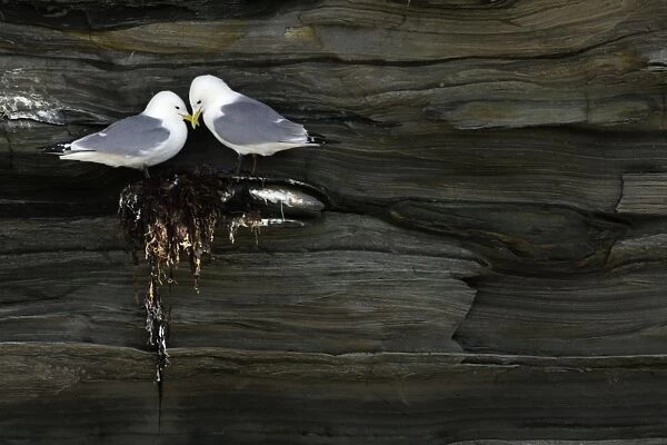 Kittiwake-pair resting on unfinished nest at coastal cliff breeding colony, Northumberland UK