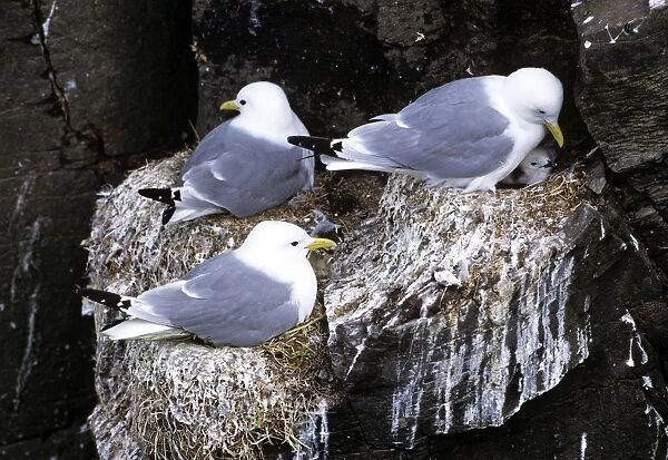 Kittiwakes - adult & young on nests