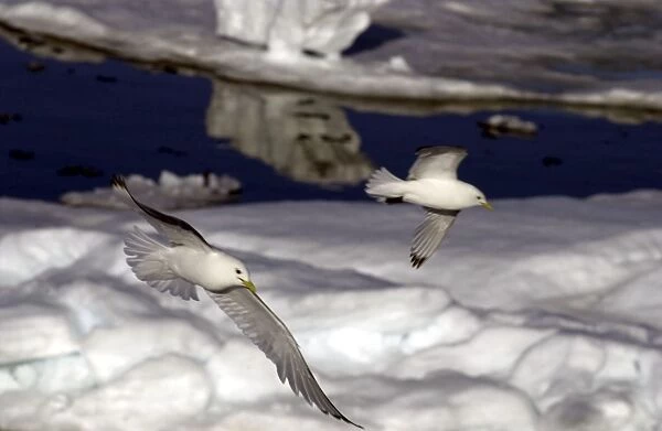 Kittiwakes In flight over Ice Spitzbergan