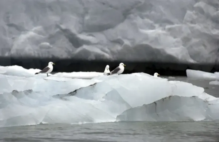 Framed Print : Kittiwakes On iceberg Spitzbergen Framed Print : Kittiwakes On iceberg Spitzbergen