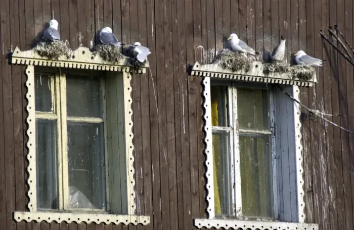 Framed Print : Kittiwakes Nesting on window ledge Spitzbergen Framed Print : Kittiwakes Nesting on window ledge Spitzbergen