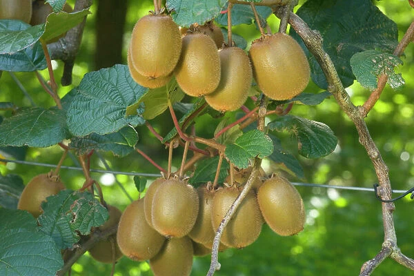 Kiwifruit - ripe fruits hanging in bunches from the plants