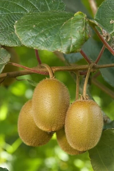 Kiwifruit ripe fruits hanging in bunches from the plants near Katikati, Bay of Plenty, North Island, New Zealand