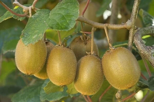 Kiwifruit ripe fruits hanging in bunches from the plants near Katikati, Bay of Plenty, North Island, New Zealand