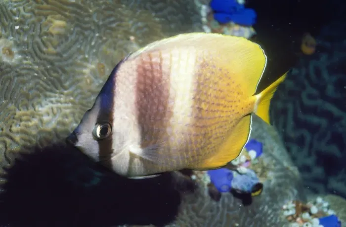 Framed Print : Klein's Butterfly Fish Indo Pacific