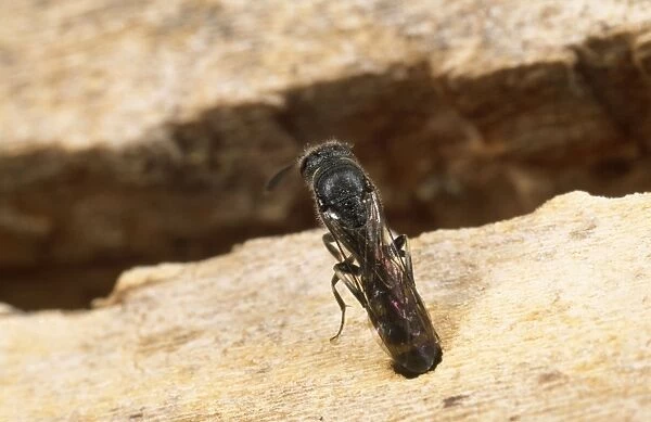 Kleptoparasitic Wasp - laying egg in Bee nest UK