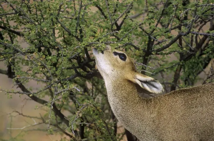 Framed Print : Klipspringer - female browsing Augrabies Falls National Park - South Africa Framed Print : Klipspringer - female browsing Augrabies Falls National Park - South Africa