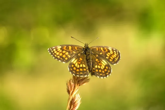 Framed Print : Knapweed fritillary Upperside resting on seed head AggtelekNational Park Hungary Framed Print : Knapweed fritillary Upperside resting on seed head AggtelekNational Park Hungary