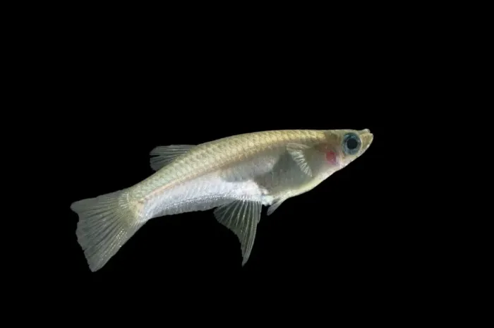 Framed Print : Knife-edged Livebearer BB 586 Side view Alfaro cultratus © Brian Bevan / ardea. com Framed Print : Knife-edged Livebearer BB 586 Side view Alfaro cultratus © Brian Bevan / ardea. com