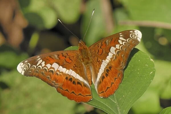 Knight butterfly, Nymphalid Kheaun Sri Nakarin N. P. Thailand