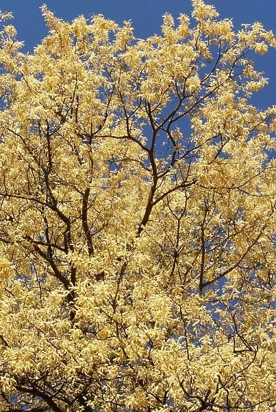 Knobthorn Acacia In blossom