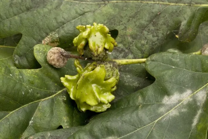 Framed Print : Knopper gall on acorns of common oak (Quercus robur) Framed Print : Knopper gall on acorns of common oak (Quercus robur)