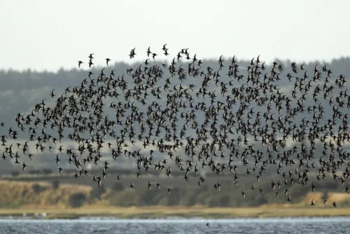 Framed Print : Knot - flock in flight along coastline - Lindisfarne Natural Nature Reserve - autumn - Northumberland - England