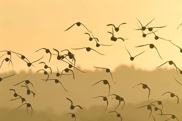 Knot - A flock in flight in the early morning. Norfolk, UK