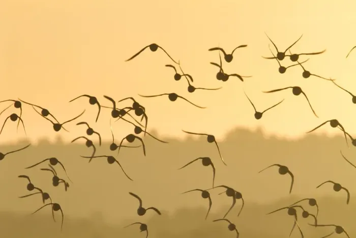 Framed Print : Knot - A flock in flight in the early morning. Norfolk, UK Framed Print : Knot - A flock in flight in the early morning. Norfolk, UK