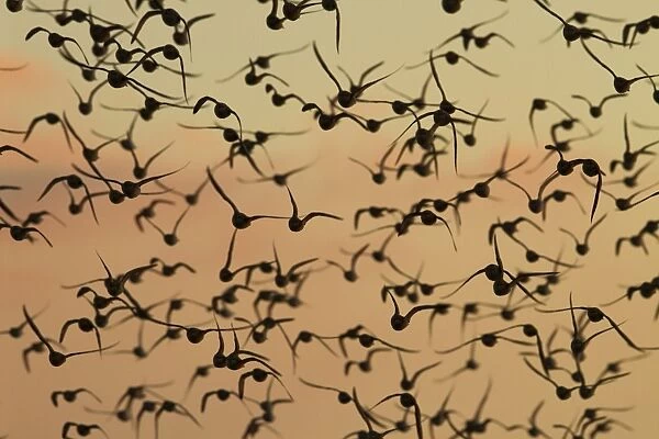 Knot - A flock in flight in the early morning. Norfolk, UK