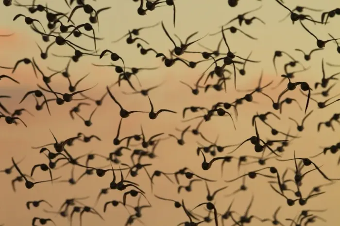 Framed Print : Knot - A flock in flight in the early morning. Norfolk, UK Framed Print : Knot - A flock in flight in the early morning. Norfolk, UK