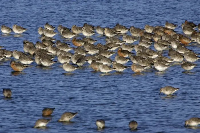 Framed Print : Knot - Flock resting during spring migration Isle of Texel, Holland Framed Print : Knot - Flock resting during spring migration Isle of Texel, Holland