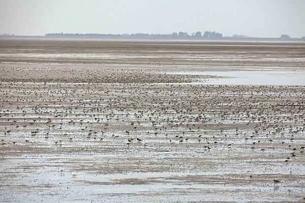 Knot - flock spread out feeding over The Wash - August - The Wash Norfolk UK