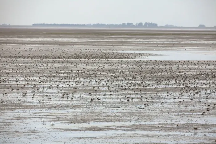 Framed Print : Knot - flock spread out feeding over The Wash - August - The Wash Norfolk UK Framed Print : Knot - flock spread out feeding over The Wash - August - The Wash Norfolk UK