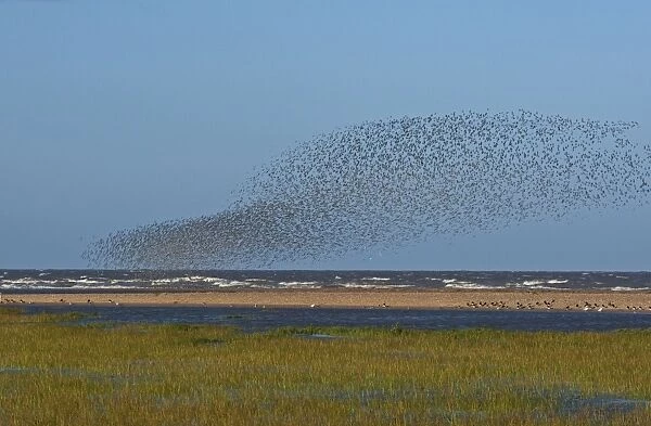 Knot - Flock swirling the tide edge - September - North Norfolk - UK