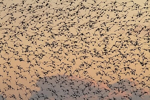 Knot - A large flock in flight in the early morning. Norfolk, UK