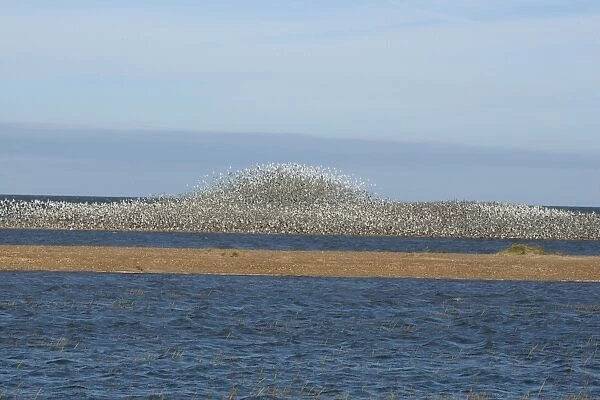 Knot - Large flock flying and swirling to avoid predator - September - North Norfolk - UK