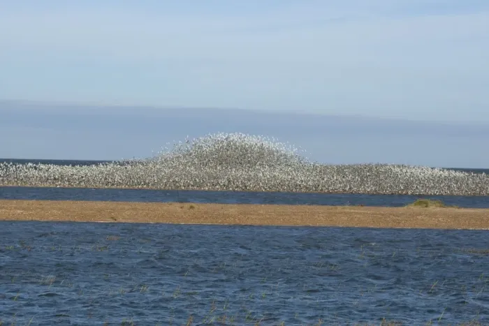 Framed Print : Knot - Large flock flying and swirling to avoid predator - September - North Norfolk - UK Framed Print : Knot - Large flock flying and swirling to avoid predator - September - North Norfolk - UK