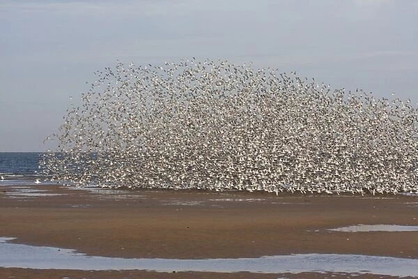 Knot - Large flock flying along tide edge in Winter plumage - October - North Norfolk - UK