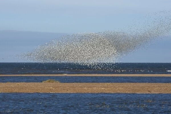 Knot - Large flock swirling over sand bars - September - North Norfolk - UK
