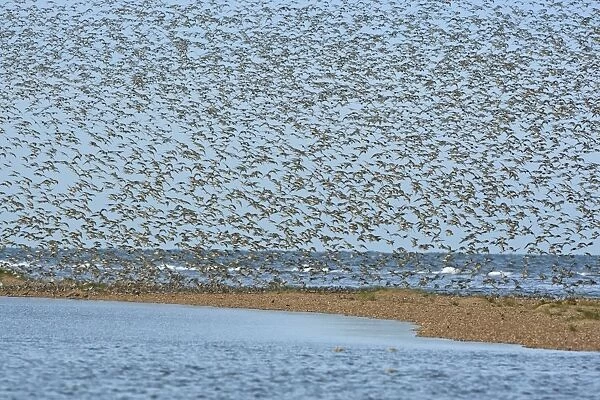 Knot - Mass flock about to land on sand bar - September - North Norfolk - UK