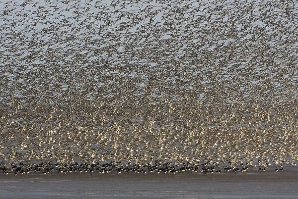 Knot - Mass flock taking off with Oystercatchers on the mudflats - September -The Wash - Norfolk - UK