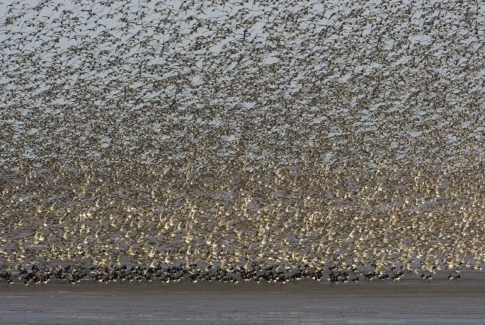 Framed Print : Knot - Mass flock taking off with Oystercatchers on the mudflats - September -The Wash - Norfolk - UK Framed Print : Knot - Mass flock taking off with Oystercatchers on the mudflats - September -The Wash - Norfolk - UK