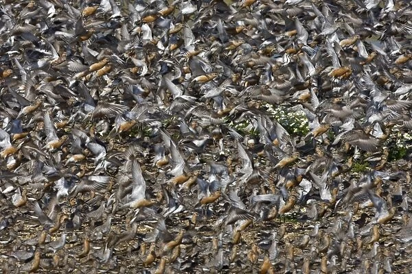 Knot - Mass flock taking off, some still in Summer plumage - September - The Wash Norfolk U. K