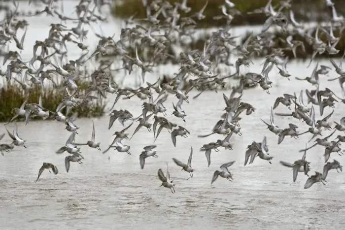 Framed Print : Knot - mass flock taking off from tidal marsh in Winter plumage - The Wash - Norfolk - UK Framed Print : Knot - mass flock taking off from tidal marsh in Winter plumage - The Wash - Norfolk - UK