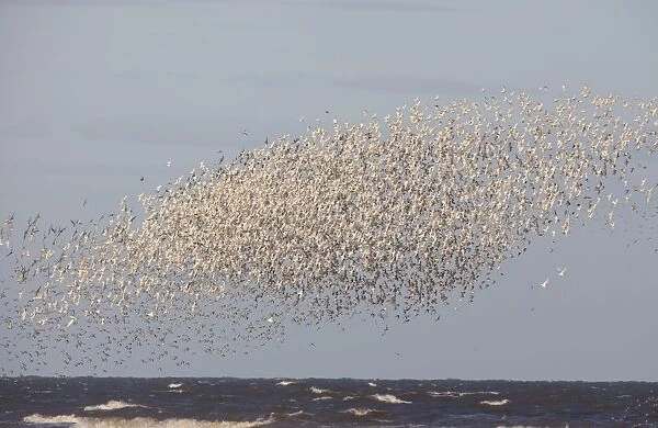 Knot - Mass flock along the tide edge showing some breeding plumage - August - North Norfolk UK