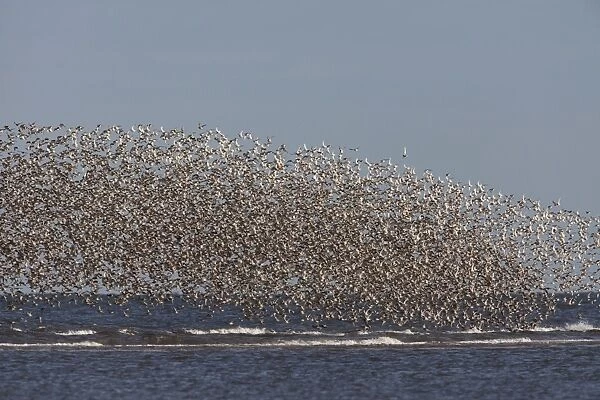 Knot - Mass flock along the tide edge showing some breeding plumage - August - North Norfolk - U. K