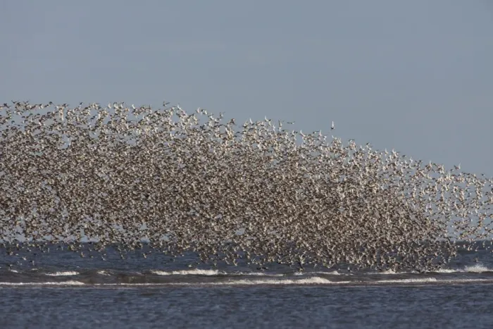 Framed Print : Knot - Mass flock along the tide edge showing some breeding plumage - August - North Norfolk - U. K Framed Print : Knot - Mass flock along the tide edge showing some breeding plumage - August - North Norfolk - U. K