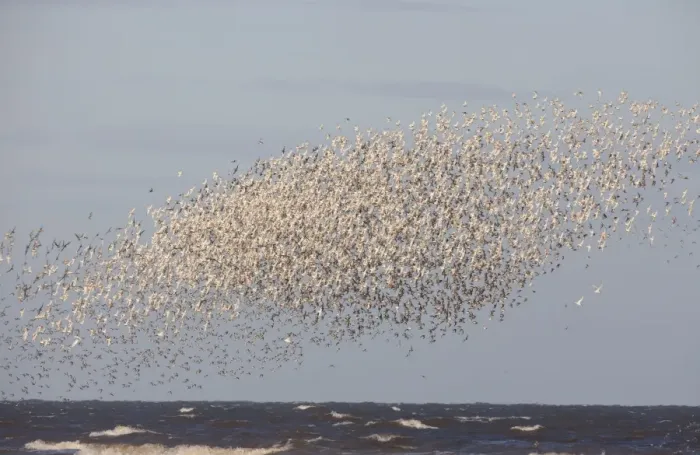 Framed Print : Knot - Mass flock along the tide edge showing some breeding plumage - August - North Norfolk UK Framed Print : Knot - Mass flock along the tide edge showing some breeding plumage - August - North Norfolk UK
