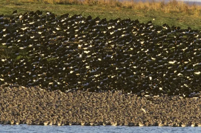 Framed Print : Knot & Oystercatcher - High Tide Roost Snettisham RSPB Reserve, Norfolk, UK BI006865 Framed Print : Knot & Oystercatcher - High Tide Roost Snettisham RSPB Reserve, Norfolk, UK BI006865